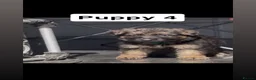 German Shepherd dogs for sale: German Shepherd Puppies  - Advert 6