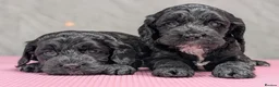 Cockapoo dogs for sale: Licensed breeder, health tested F1 cockapoo pups - Advert 4