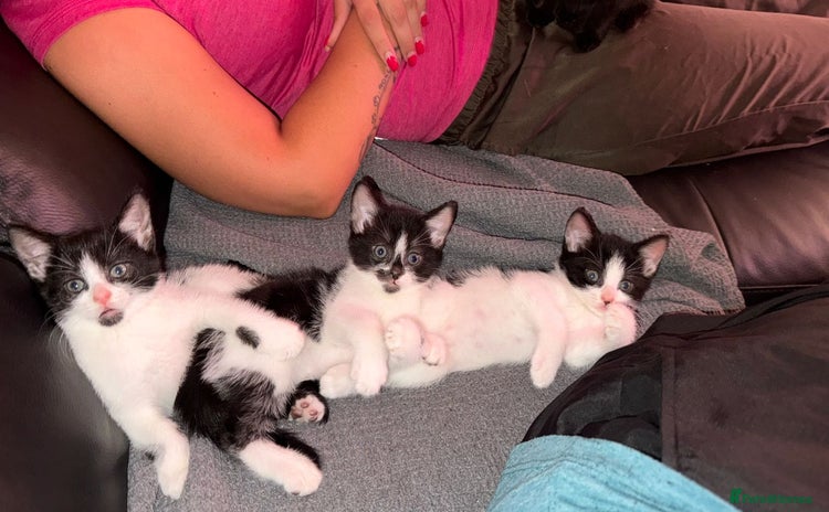Mixed Breed cats - Advert 4