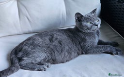 British Shorthair cats for sale: 4 years old British Short-hair - Image 7