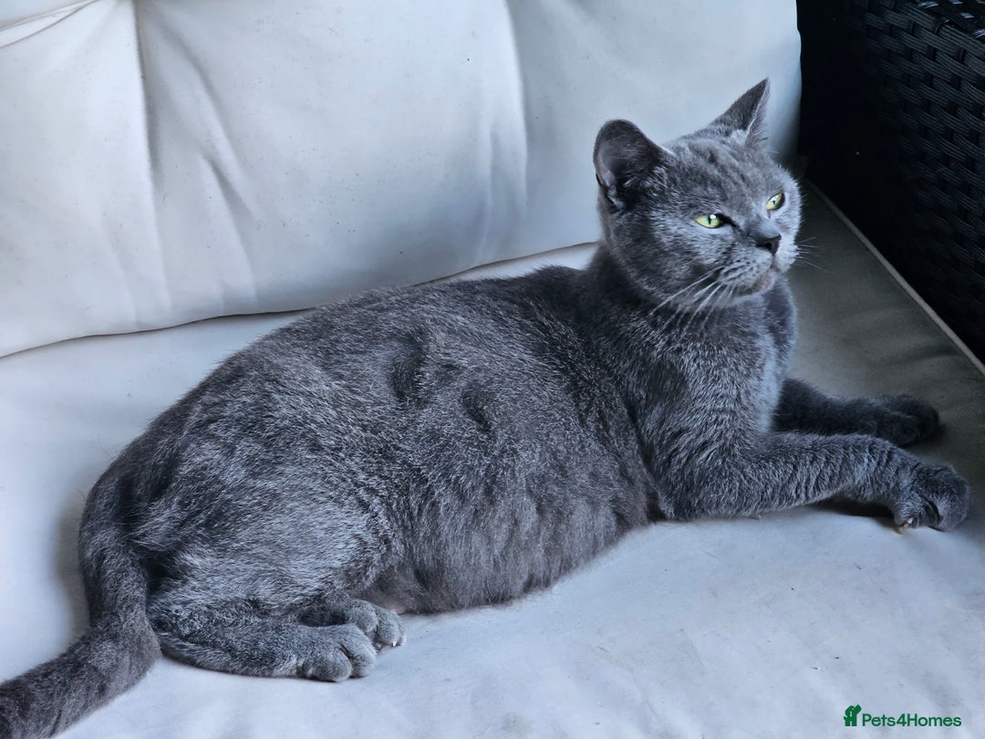 British Shorthair cats for sale: 4 years old British Short-hair - Image 7