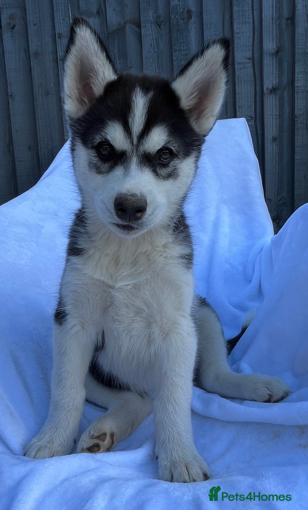 Siberian Husky dogs for sale: 4 female husky pups  - Image 2