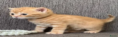 British Shorthair 3