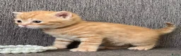 British Shorthair cats for sale: Living Unicorn: ginger female kittens - Advert 15