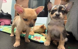 Mixed Breed dogs for sale: FrenchieXPomeranian  - Image 23