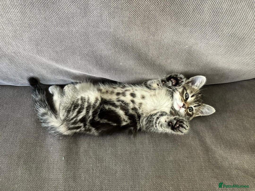 Maine Coon cats for sale: 1/2 Maine Coon kittens - Cardiff - Image 12