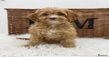 Cavapoo dogs - Advert 8