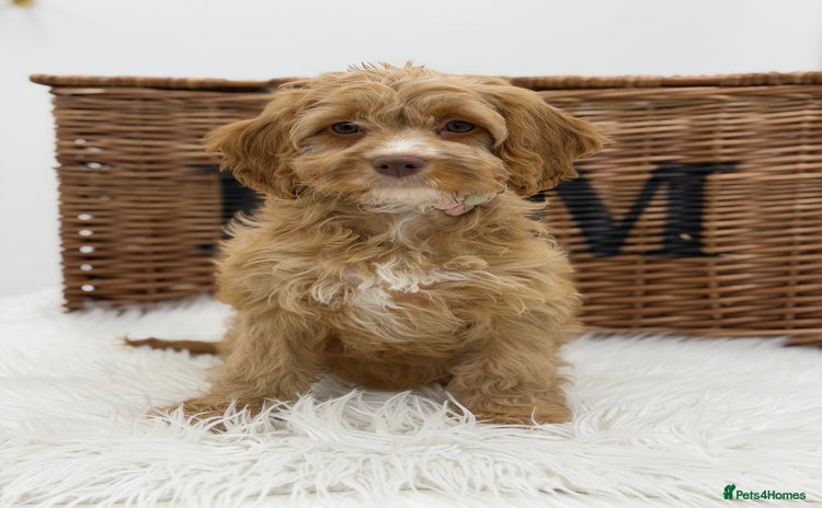 Cavapoo dogs - Advert 9