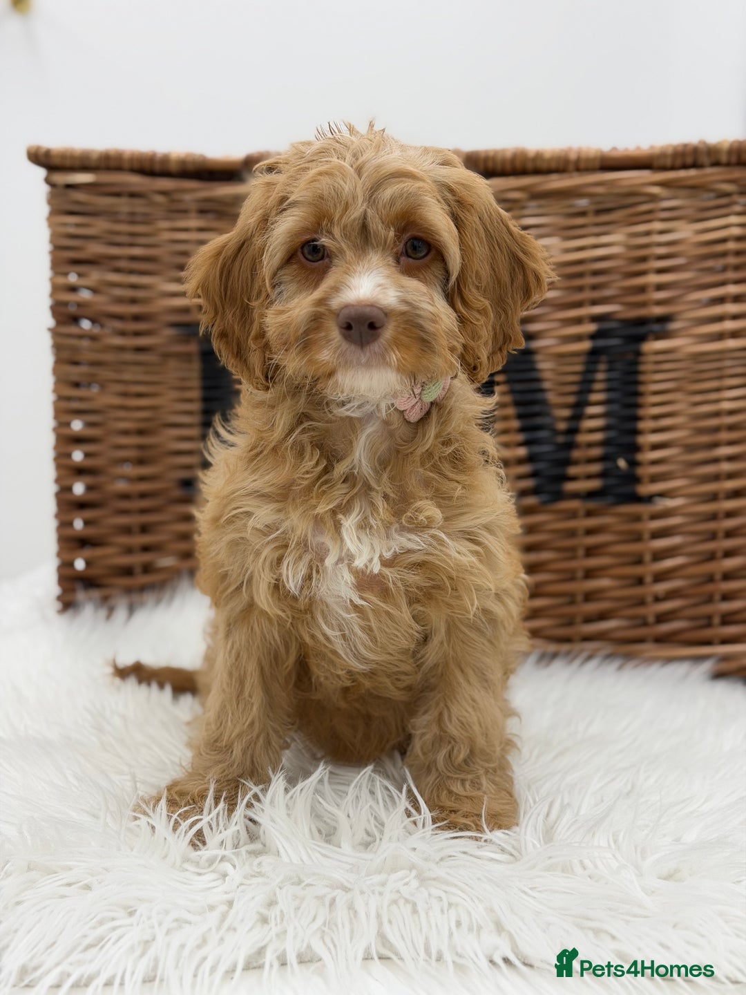 Cavapoo dogs for sale: Mini F1 Cavapoos Exstensively Health Testec  - Image 3