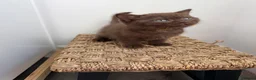 British Shorthair cats for sale: BSH kittens TICA registered 💙🩷 - Advert 5