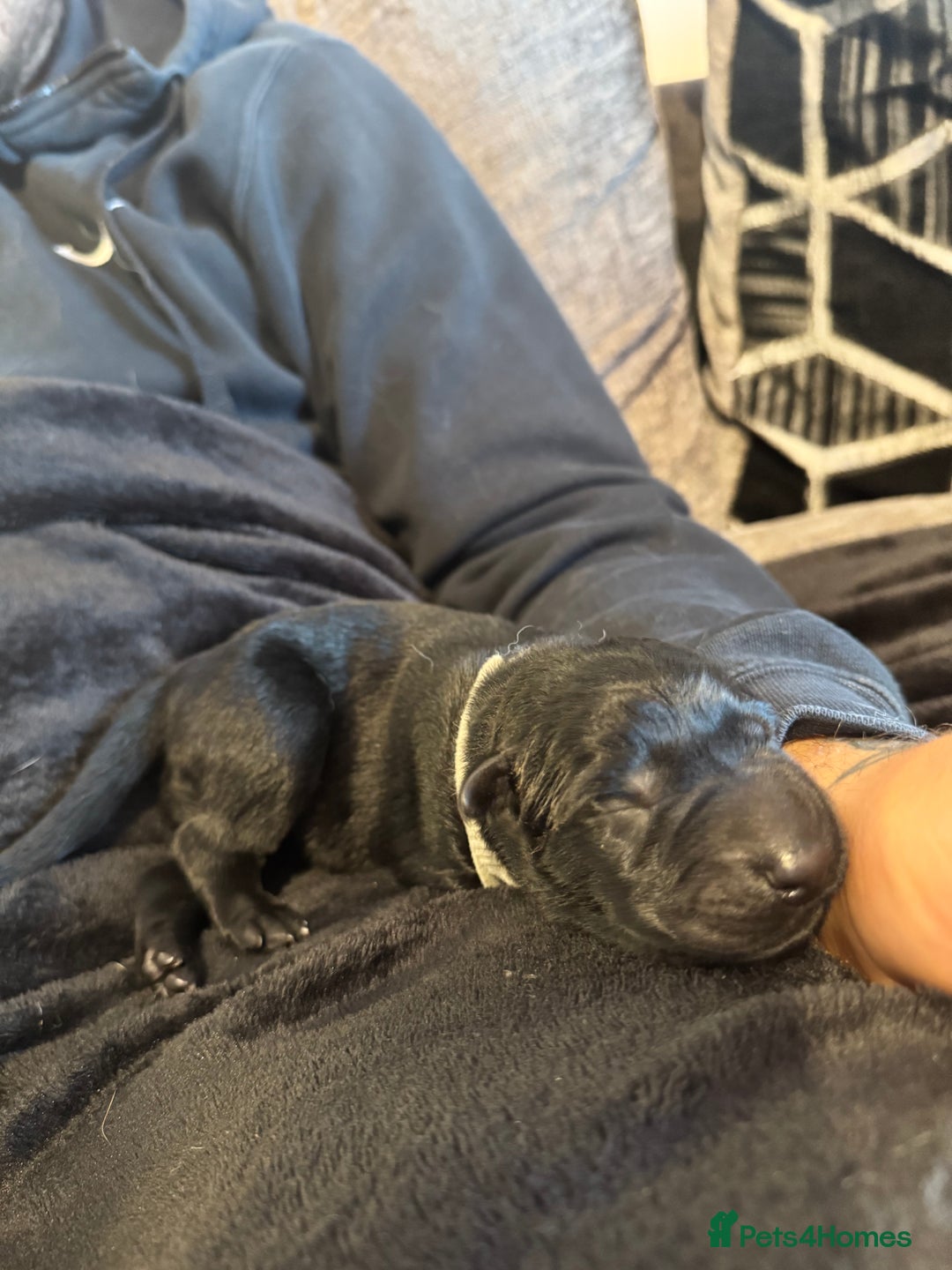 German Shepherd dogs for sale: 🧬Working Line German Shepherds, Full HealthTested - Advert 28