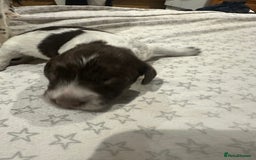 Sprocker dogs for sale: Beautiful sprockers  - Image 29