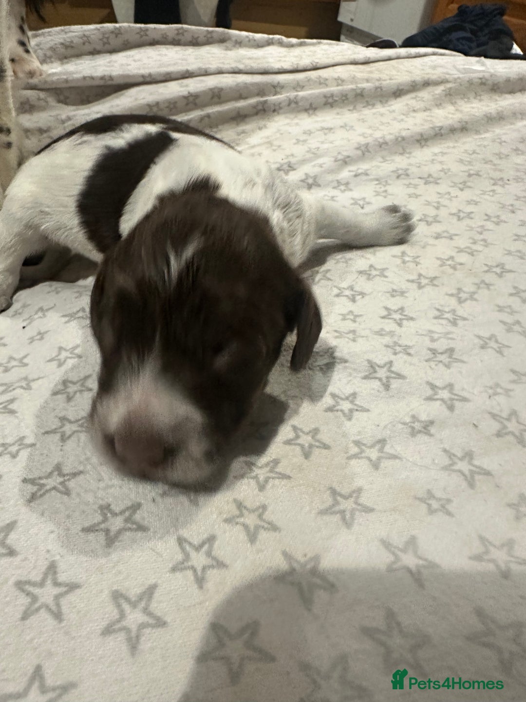 Sprocker dogs for sale: Beautiful sprockers  - Image 29