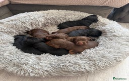 Sprocker dogs for sale: Beautiful Sprocker puppies  - Image 10