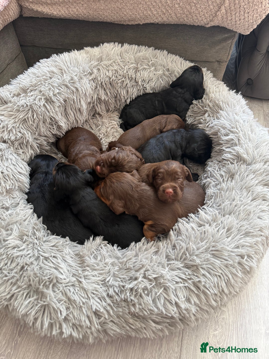 Sprocker dogs for sale: Beautiful Sprocker puppies  - Image 10