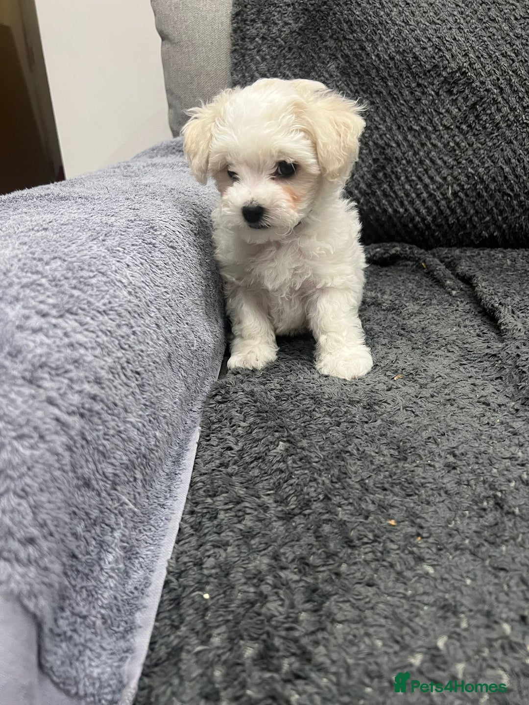 Bichon Frise dogs for sale: KC Bichon Frise for sale - Advert 5