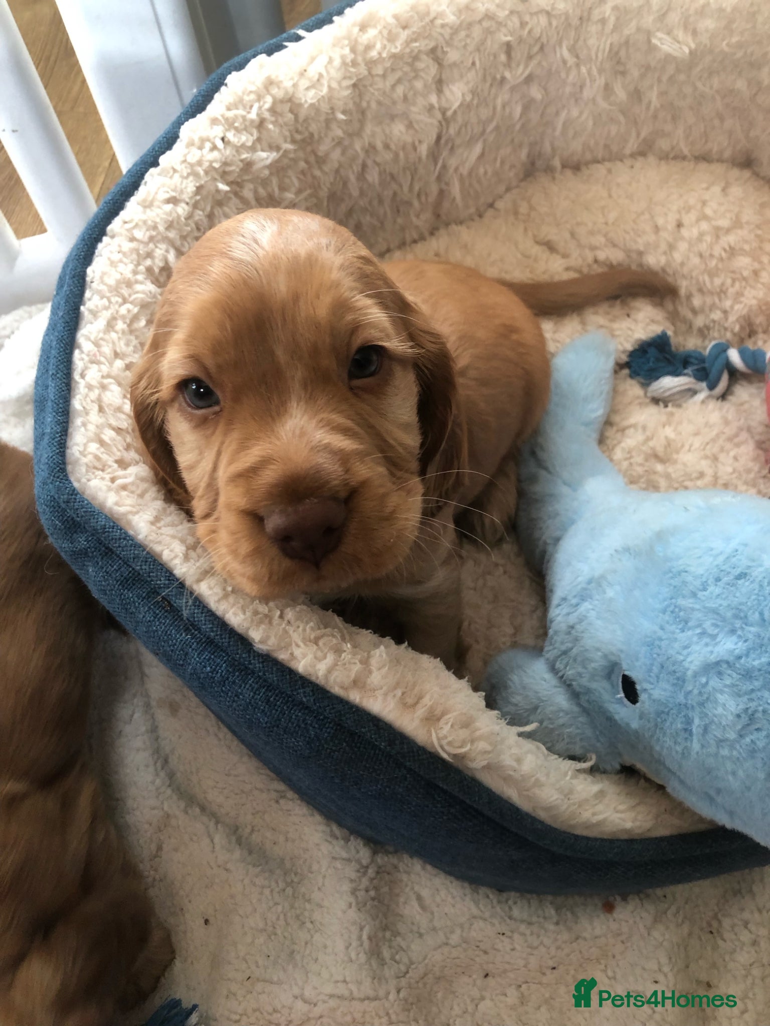 Cocker Spaniel dogs Amazing chunky  beautiful puppies KC reg  - Advert 16