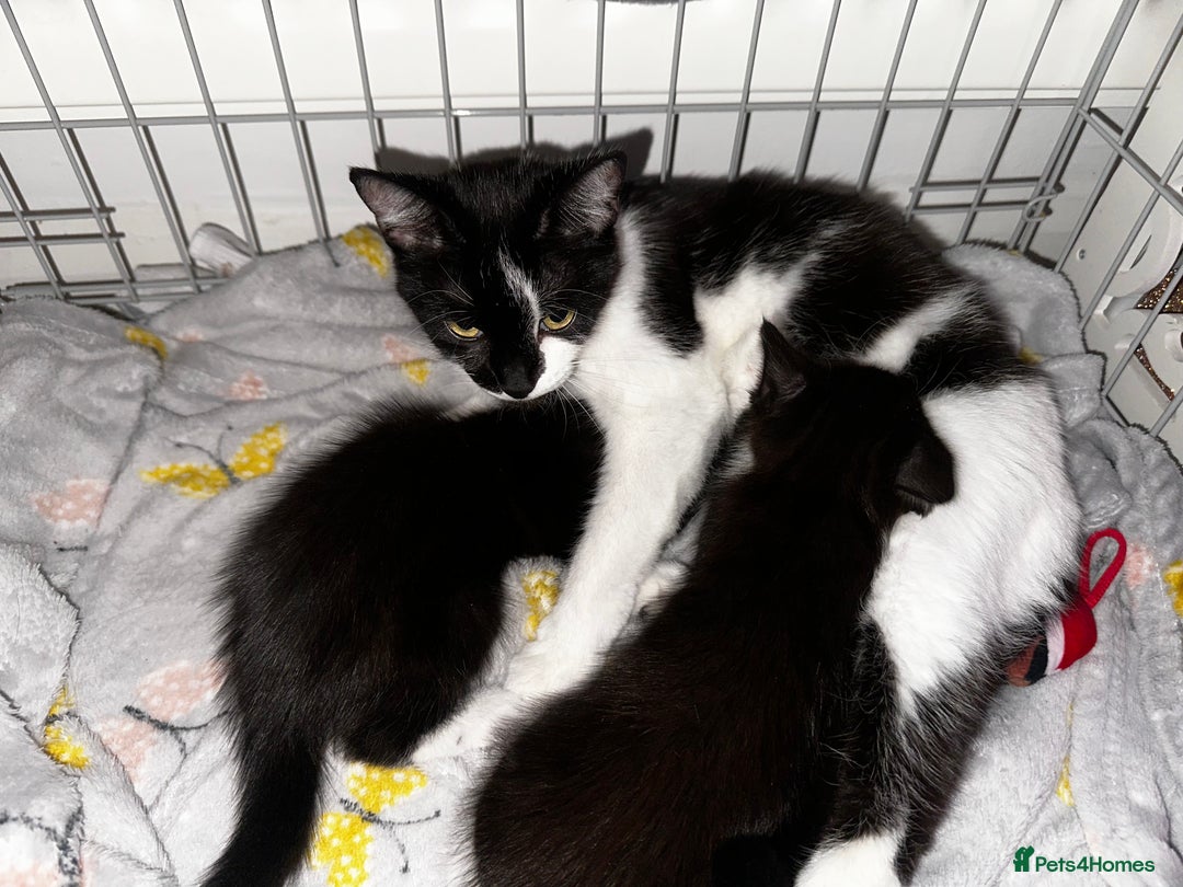 Mixed Breed cats for sale: Kittens looking a new home  - Advert 8