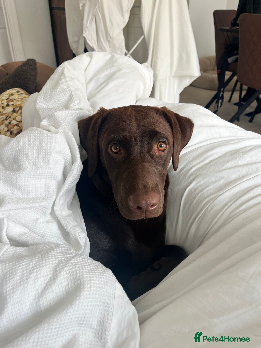 Labrador Retriever dogs for sale: Male Labrador Retrievers 🐶  - Advert 2