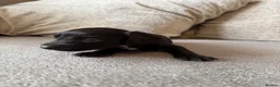 Mixed Breed dogs for sale: Doxiepoo pups  - Advert 19