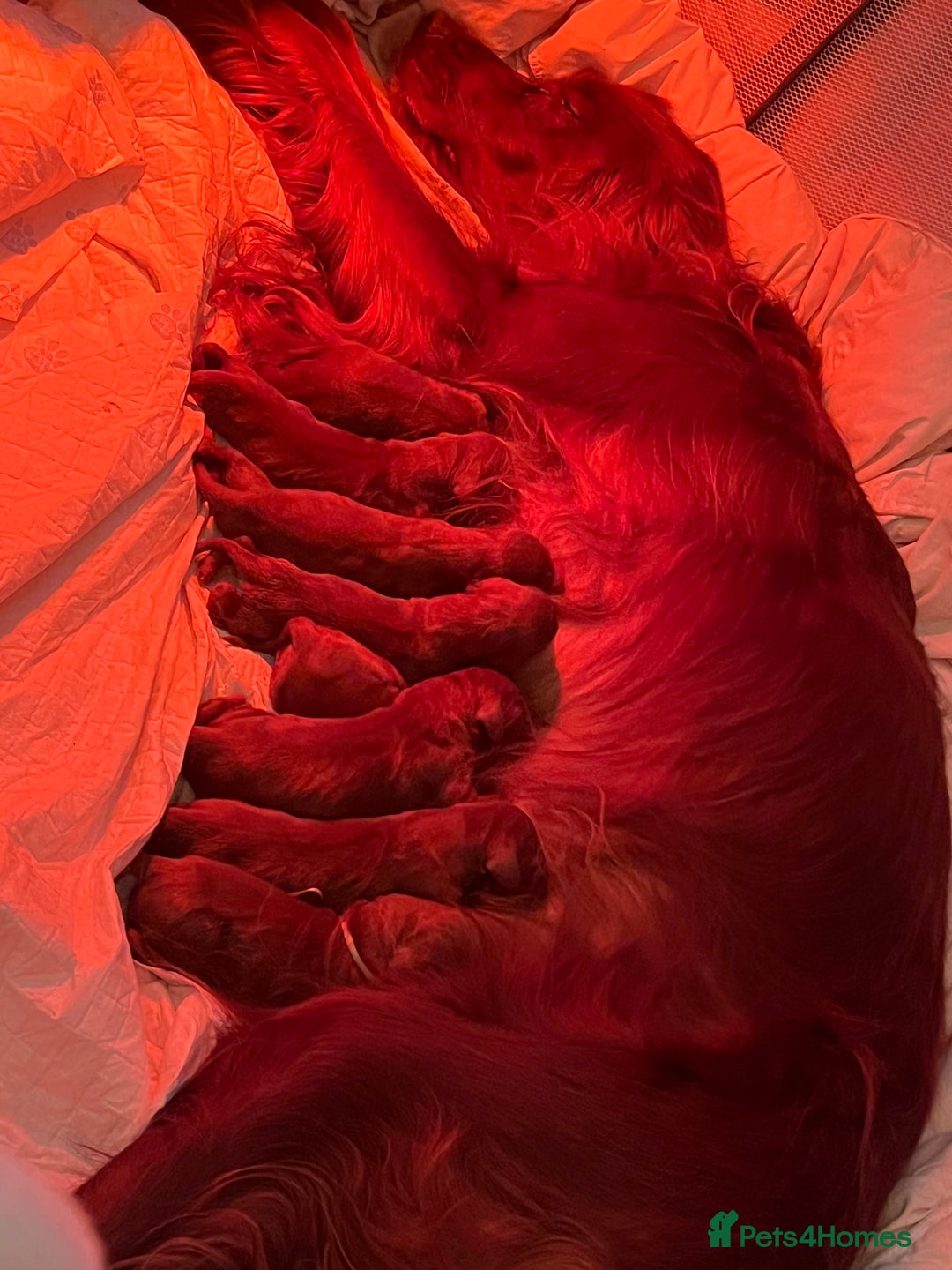 Irish Setter dogs for sale: Quality Irish setter puppies KC Registered - Advert 11