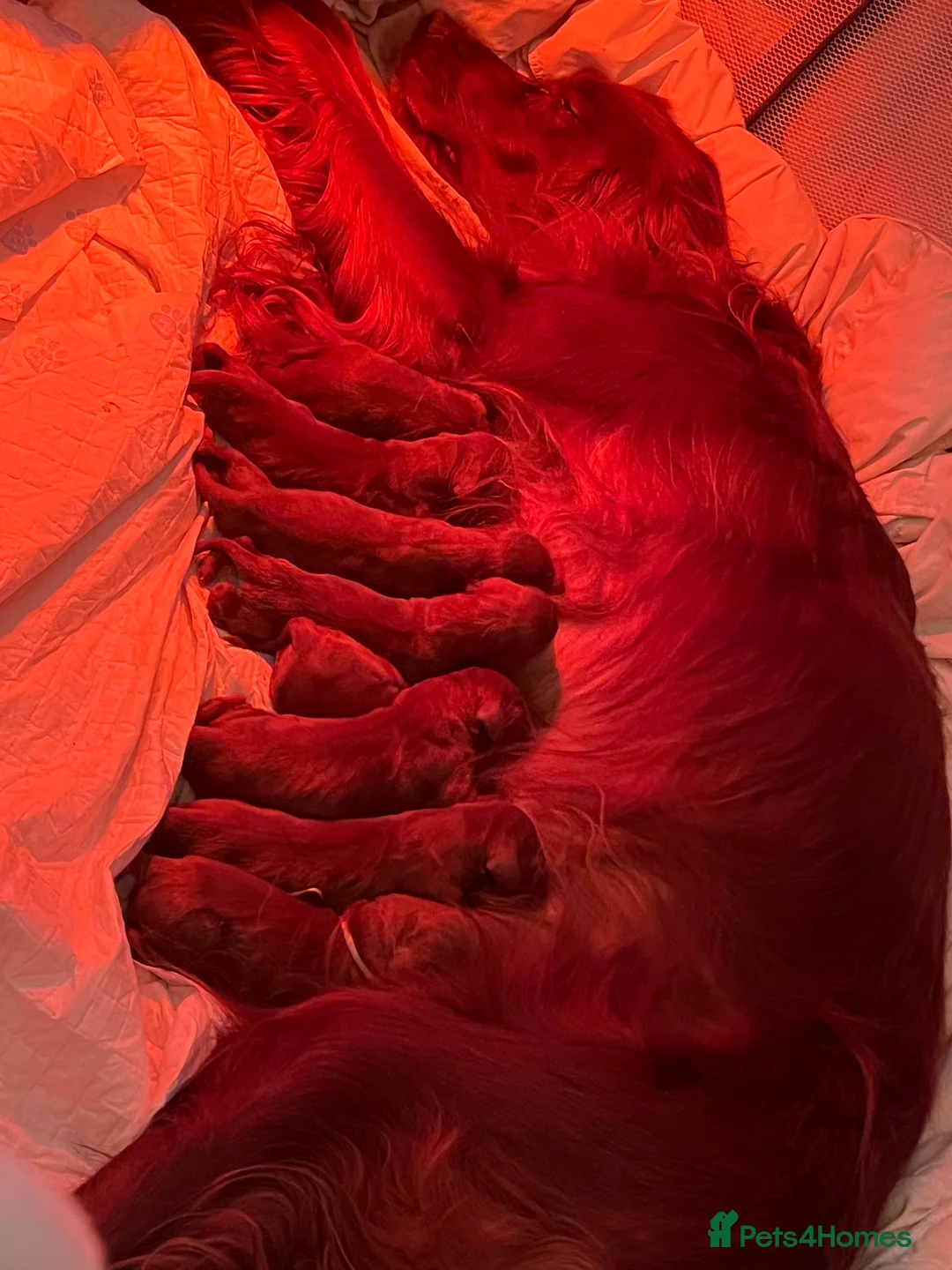 Irish Setter dogs for sale: Quality Irish setter puppies KC Registered - Advert 20