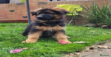 German Shepherd dogs - Advert 4