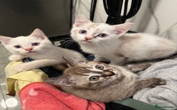 British Shorthair cats for sale: Gorgeous British Shorthair Kittens – Now Ready - Image 7