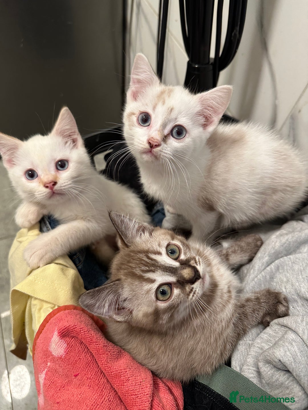 British Shorthair cats for sale: Gorgeous British Shorthair Kittens – Now Ready - Image 7