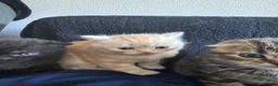 Scottish Fold cats for sale: Scottish Fold kittens in Fort William - Advert 4