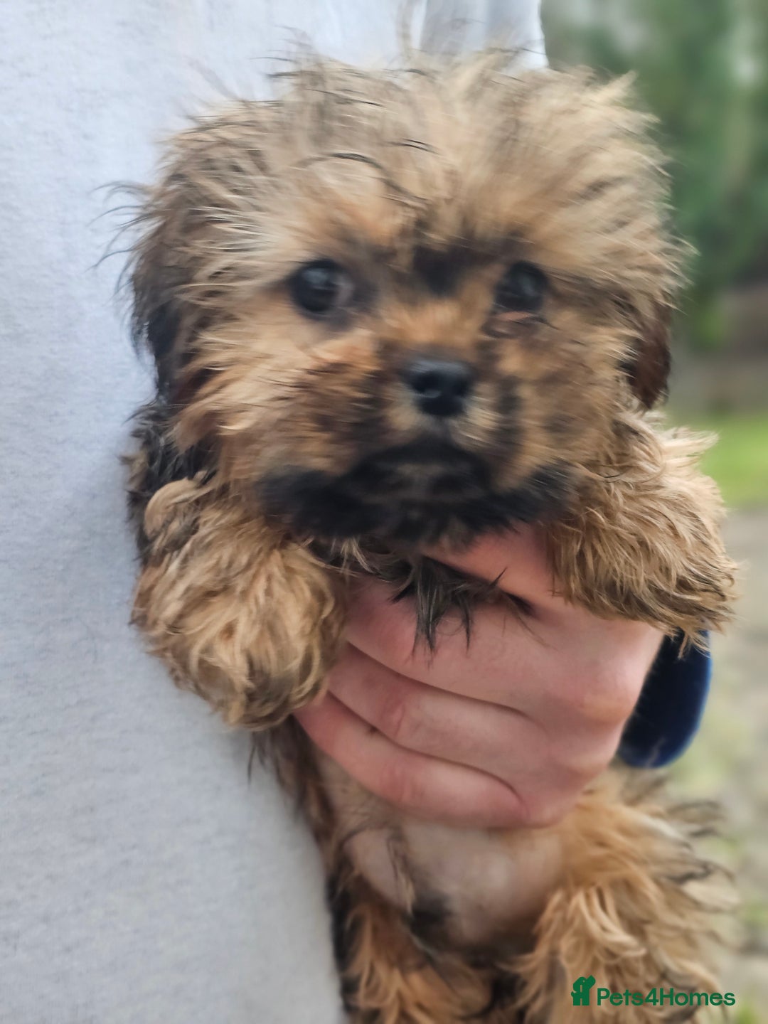 Shihpoo dogs for sale: Shih poo puppies - Advert 4