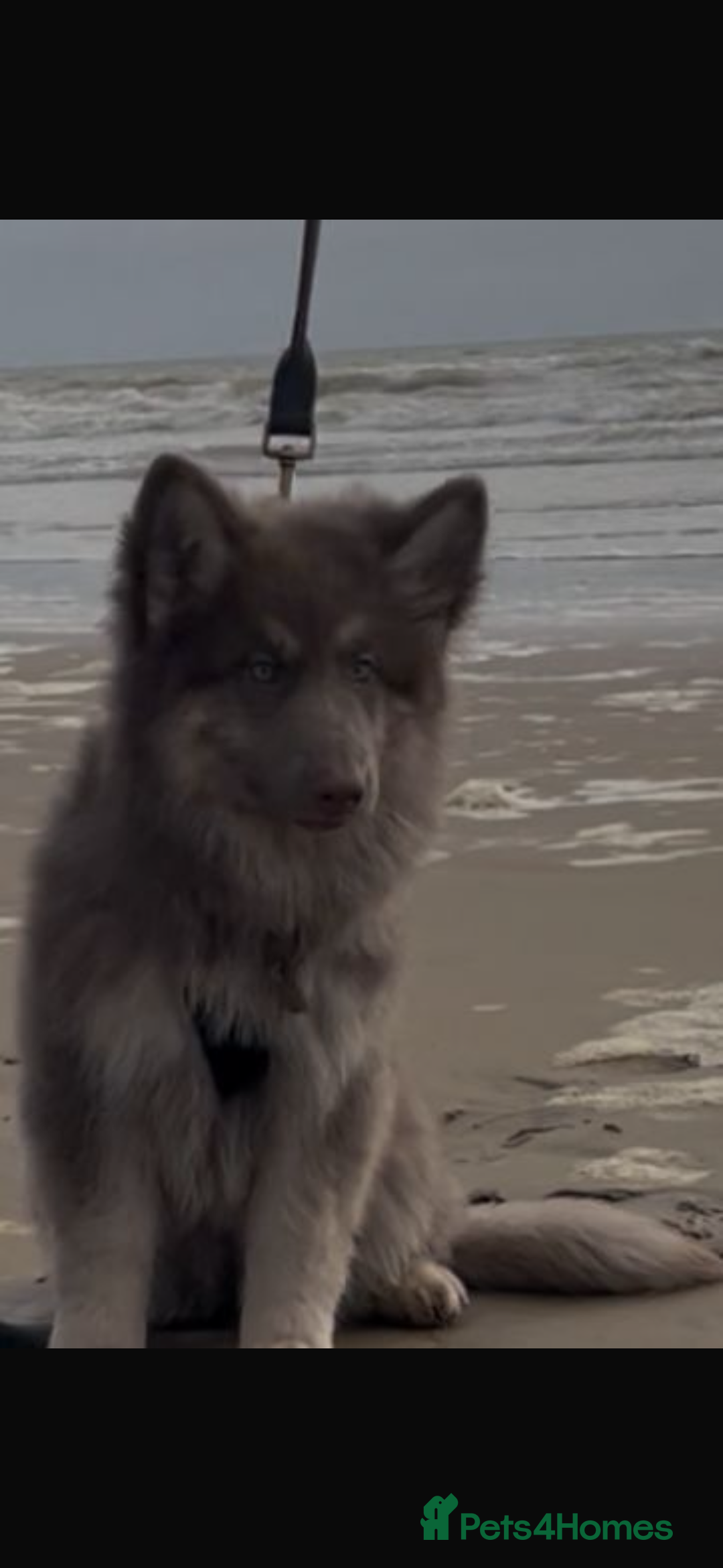 German Shepherd dogs for sale: Kc registered DNA Health tested gsd puppy  - Advert 8