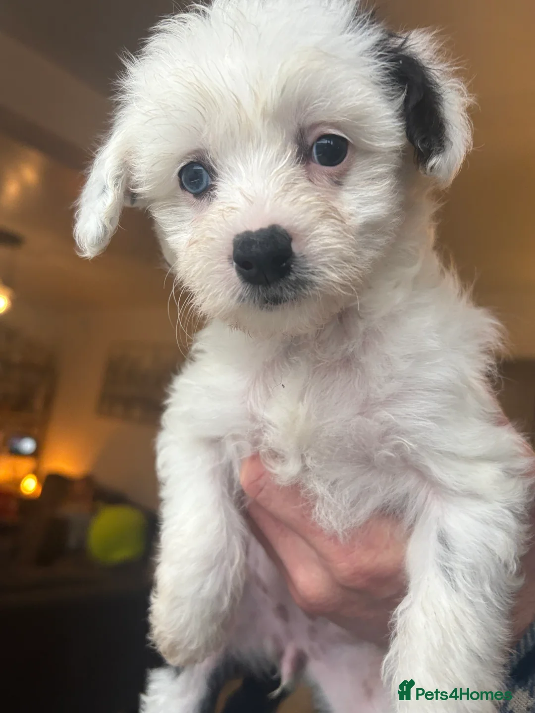 Chinese Crested dogs for sale: 🐾  Chinese Crested Puppies   - Advert 13