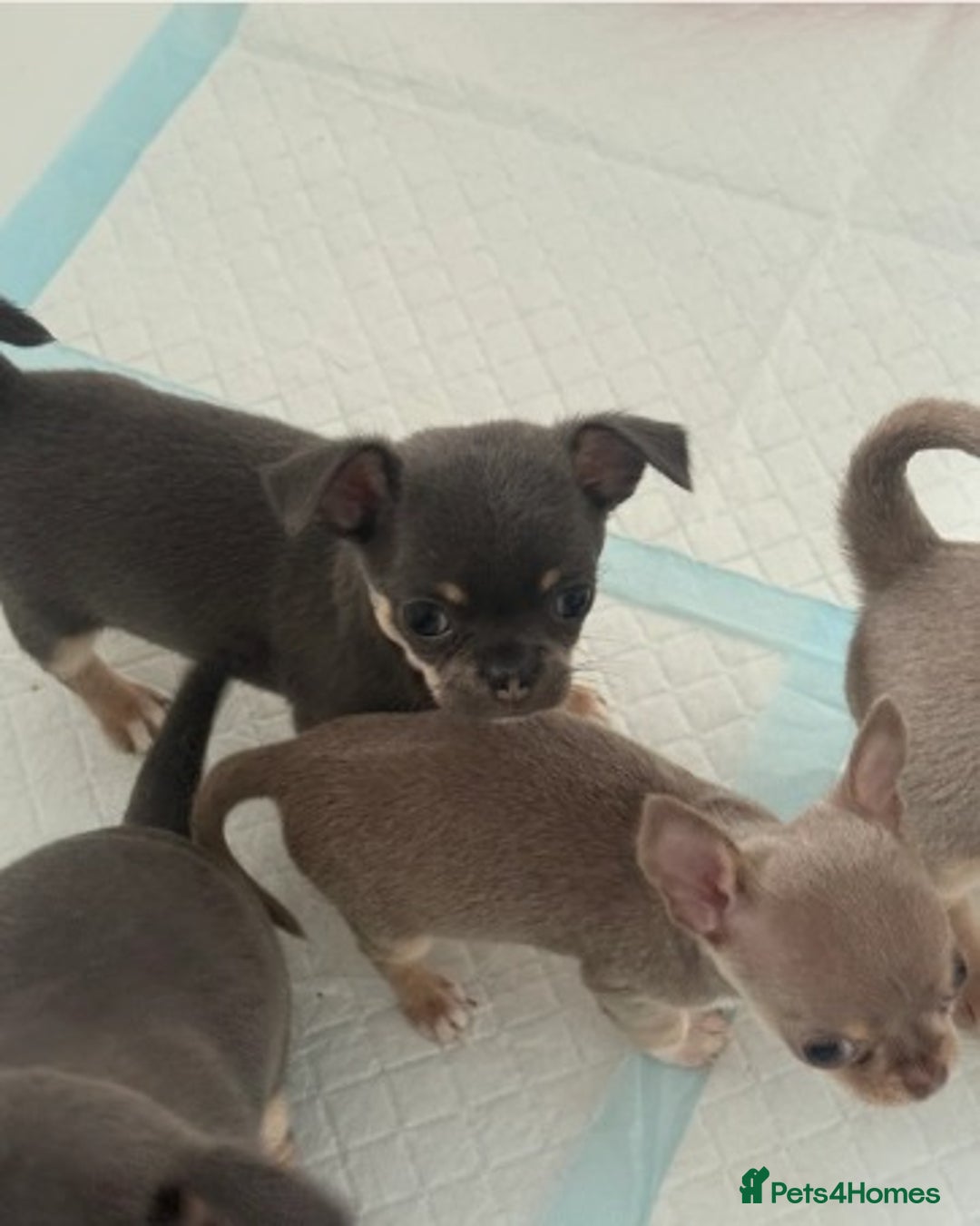Chihuahua dogs for sale:  Stunning Blue & Lilac Tri Chihuahua Puppies  - Advert 13