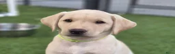 Labrador Retriever dogs for sale: Ready to leave 1 Male Yellow Labrador Retreiver in Swadlincote - Advert 3