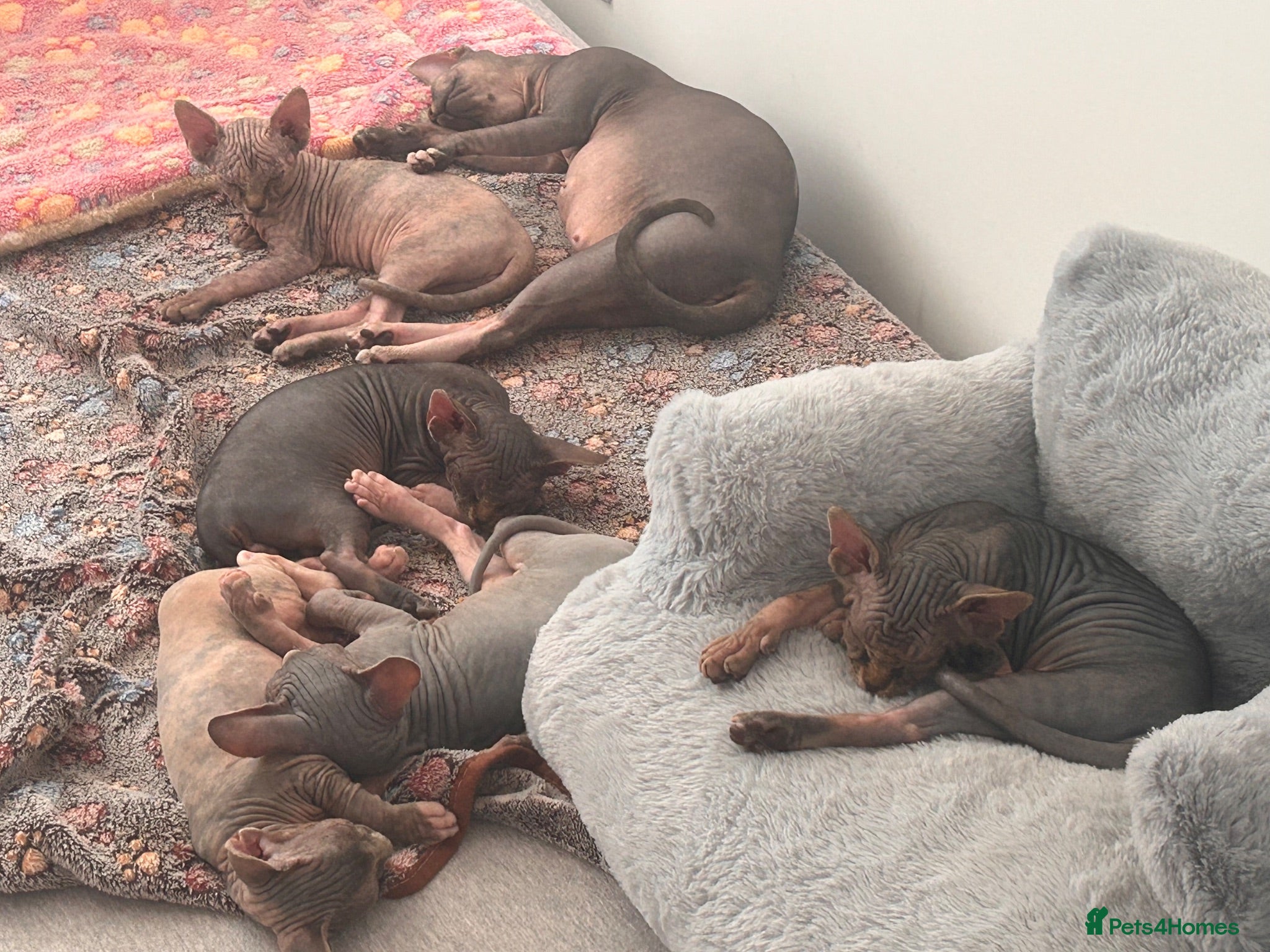 Sphynx cats Kitten - Advert 16