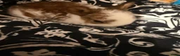 Netherland Dwarf rabbits for sale: Baby bunnies for sale  - Advert 6