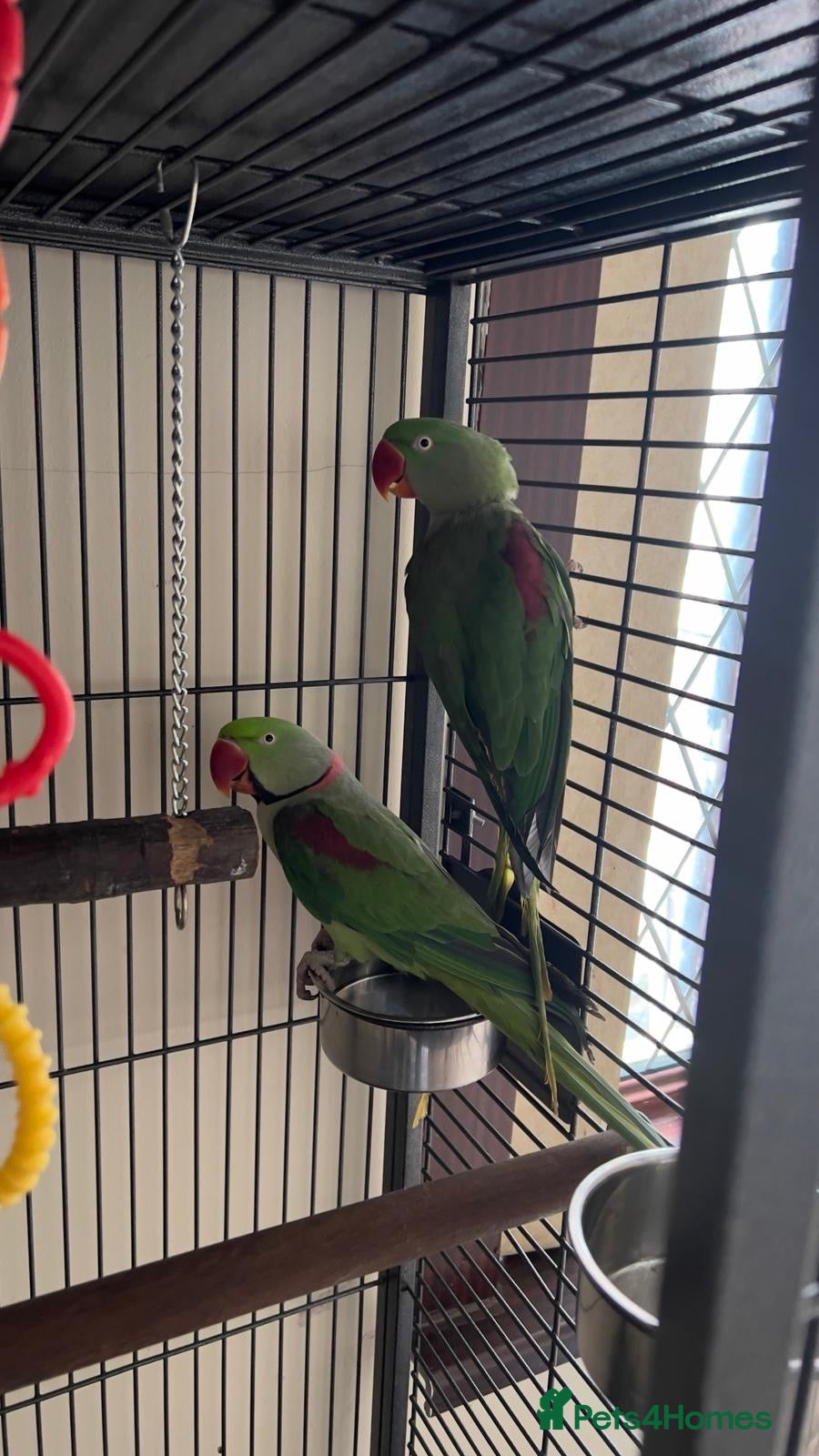 Mixed Breed birds Different birds for sale  - Advert 1