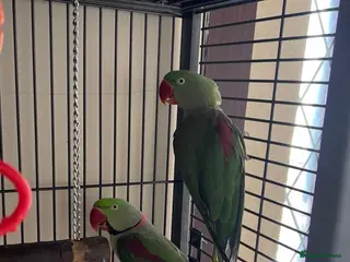 Mixed Breed birds Different birds for sale - Advert 6