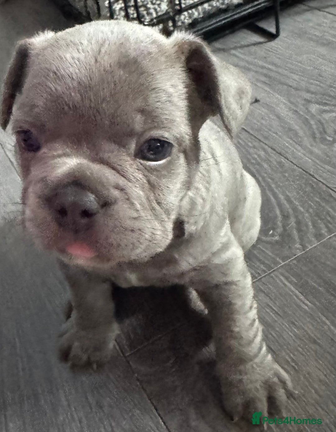 French Bulldog dogs for sale: Beautiful French bulldogs seek homes - Image 2