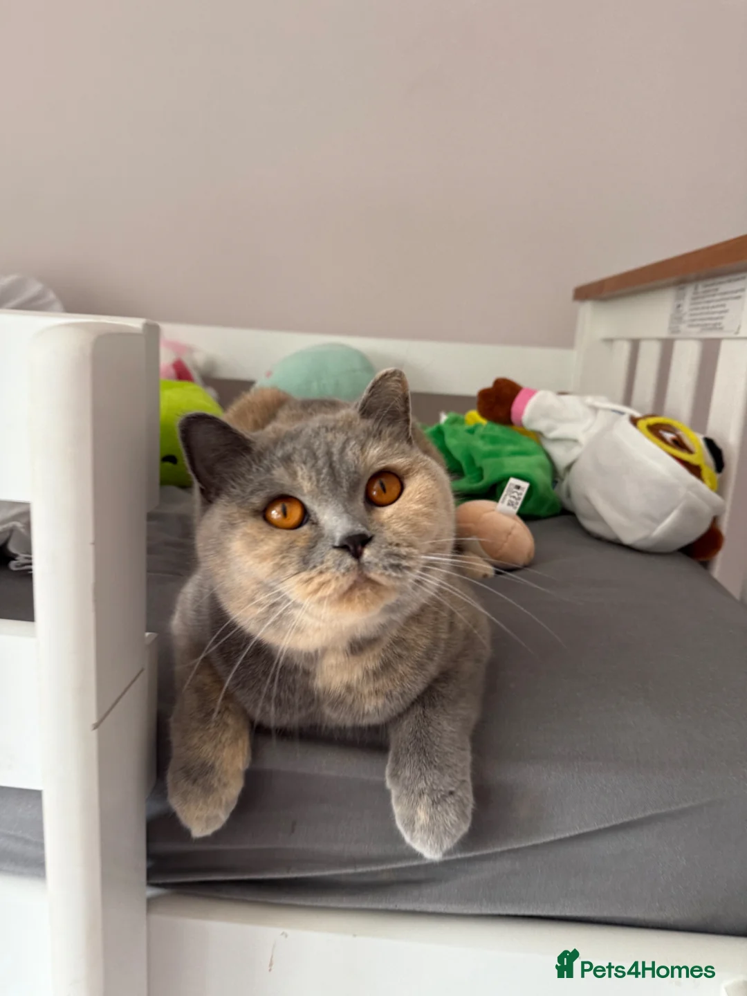 British Shorthair cats for sale: British short hair  - Advert 1