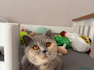 British Shorthair cats British short hair - Advert 1