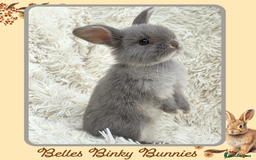 Mini Lop rabbits for sale: 🧡 Beautiful Baby Mini Lop Doe 🧡 Reserve Now 🧡 - Image 5