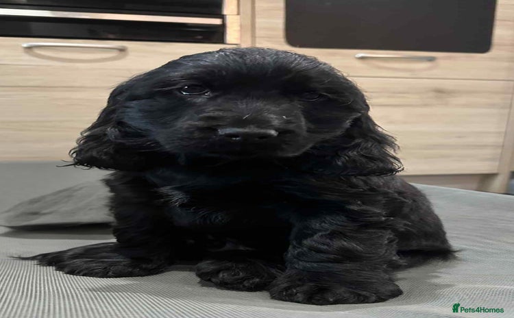 Cocker Spaniel dogs *READY NOW* 1 LEFT KC Show Cocker Spaniel Puppies - Advert 10