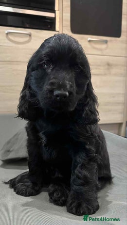 Cocker Spaniel dogs *READY NOW* 1 LEFT KC Show Cocker Spaniel Puppies - Advert 9