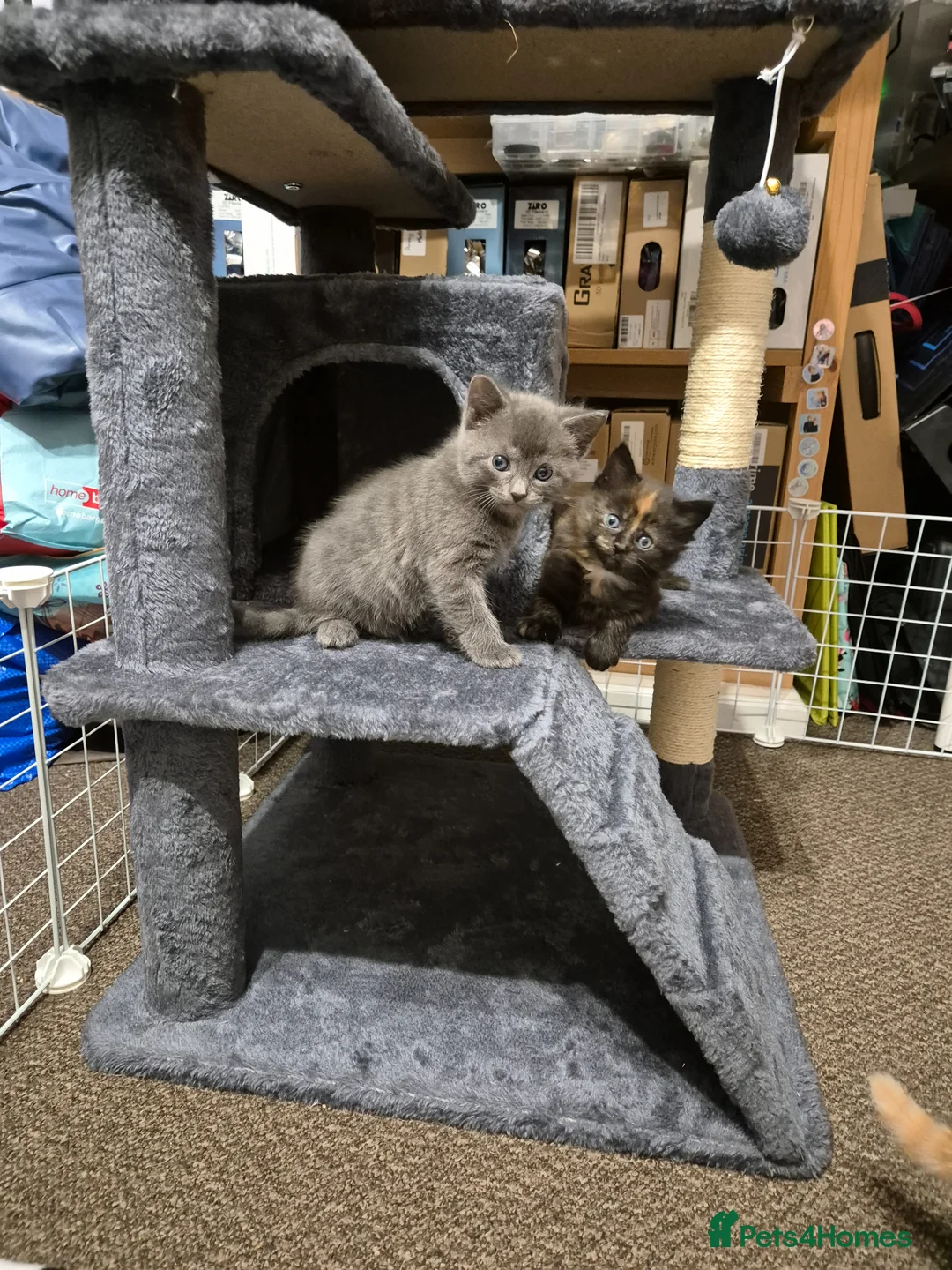 Mixed Breed cats for sale: 2 Kittens, one boy one girl in Rhyl - Advert 2