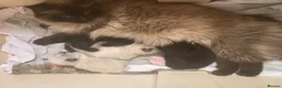 Mixed Breed cats for sale: Champion parents had cute babies  - Advert 2