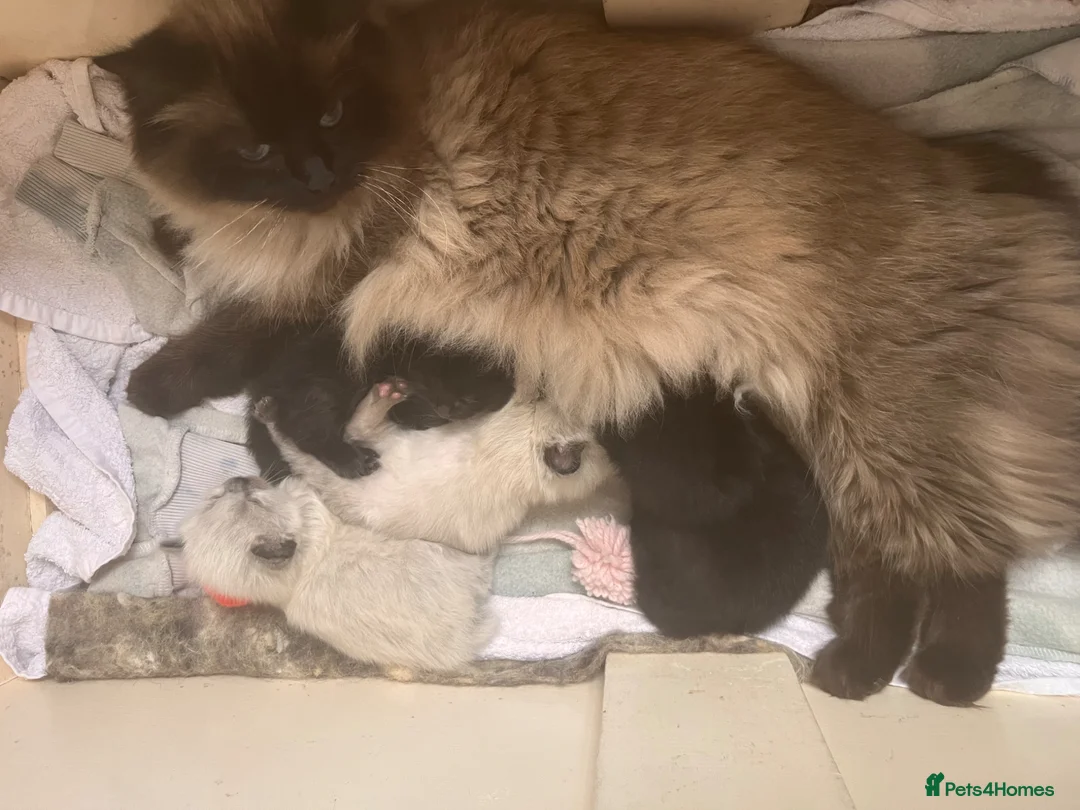 Mixed Breed cats for sale: Champion parents had cute babies  - Advert 2