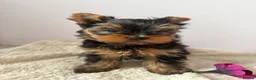 Yorkshire Terrier dogs for sale: Yorkshire terrier  - Advert 10