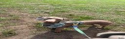Miniature Dachshund dogs for stud: Derek the miniature dachshund  in Swaffham - Advert 2